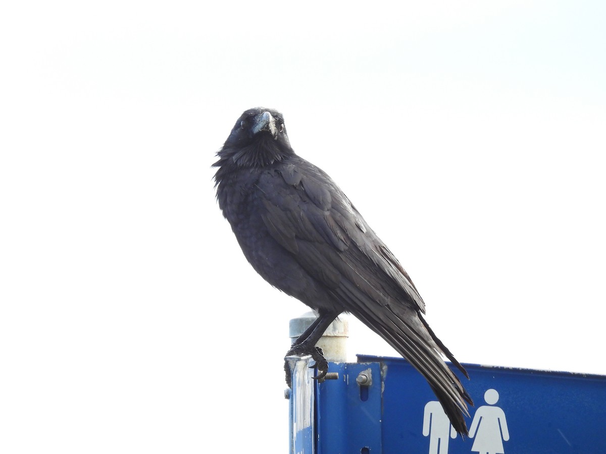 Forest Raven - ML639189108