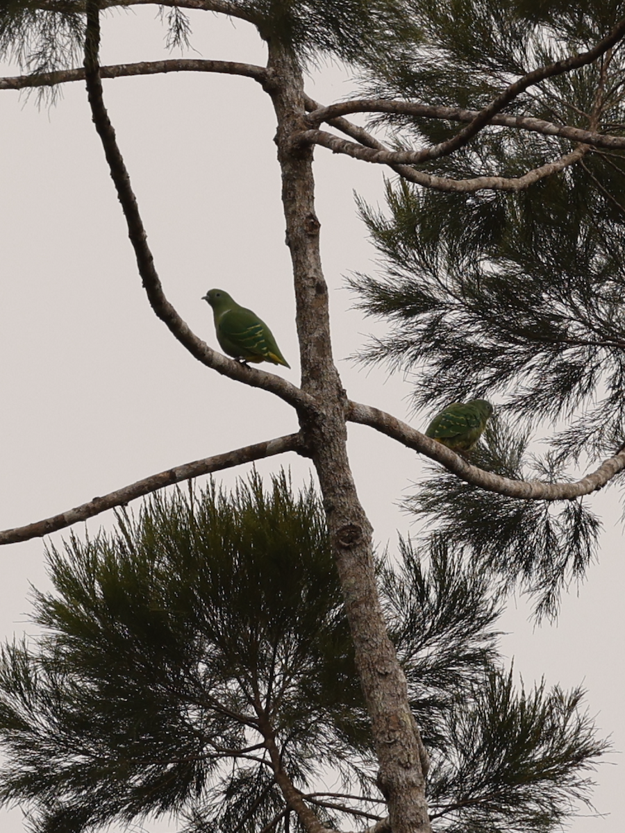 Dwarf Fruit-Dove - ML639189321