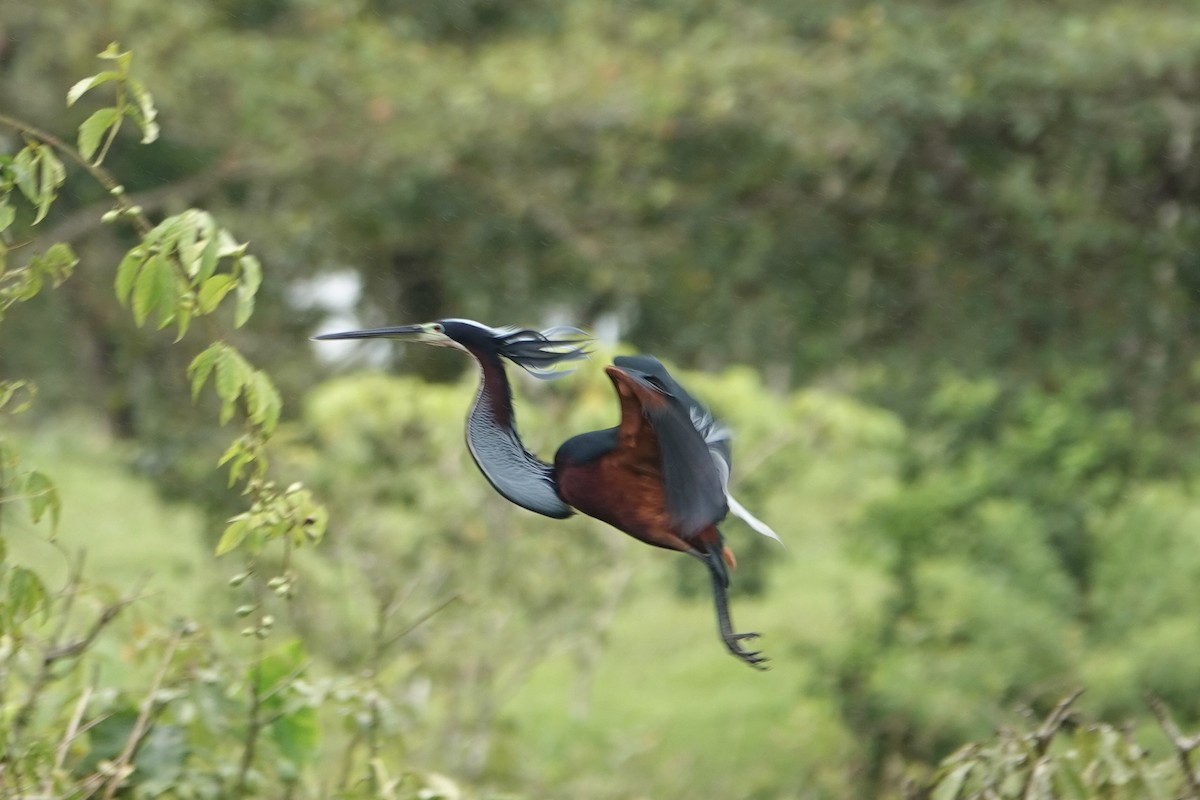 Agami Heron - ML639189573