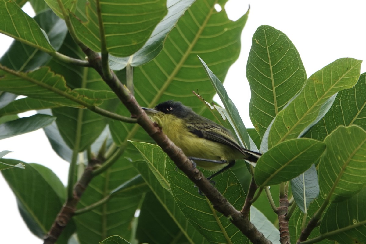 Common Tody-Flycatcher - ML639189591