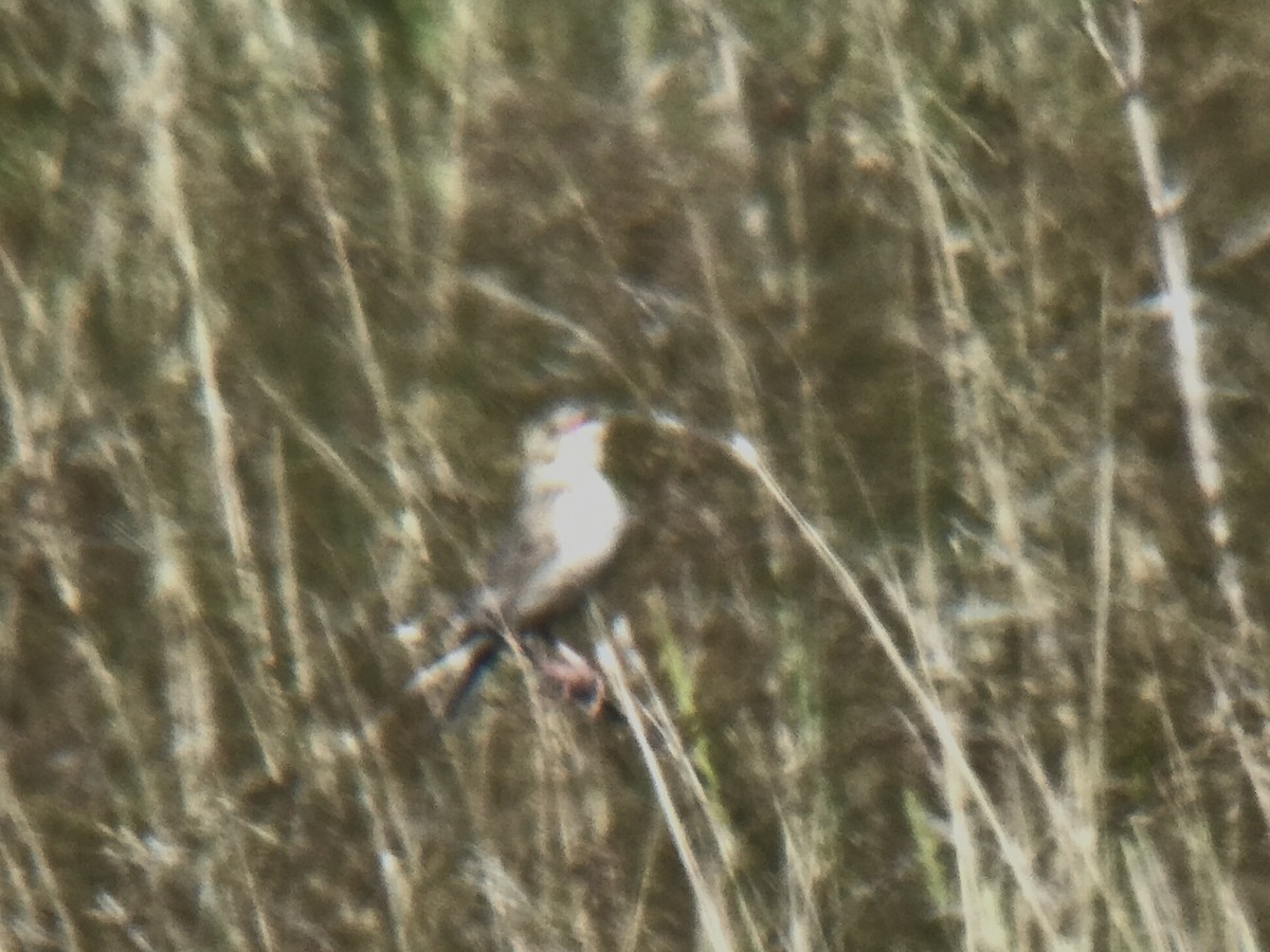 Baird's Sparrow - ML639189599