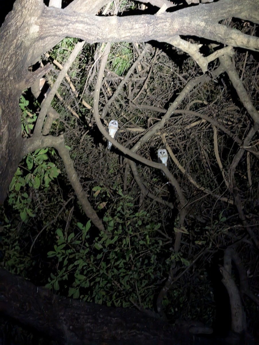 Western Barn Owl (African) - ML639189740