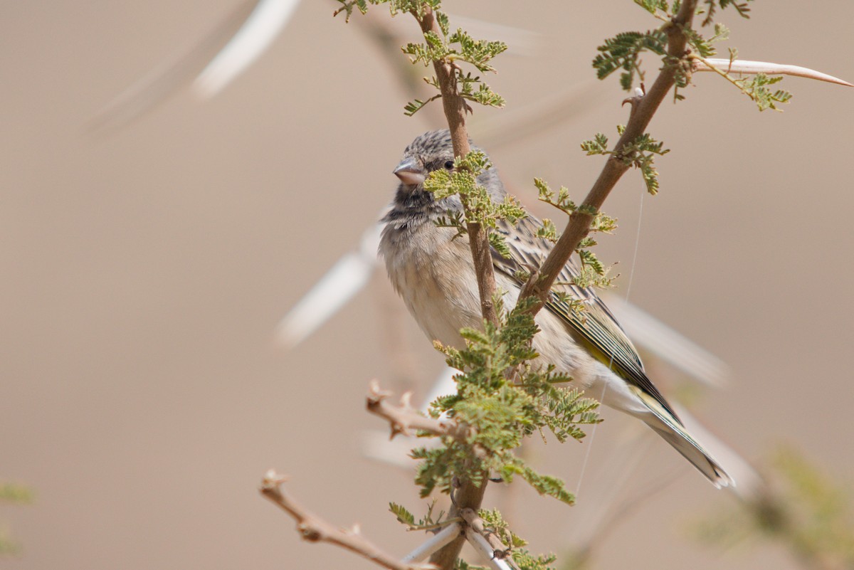 ミナミキゴシカナリア - ML639189893