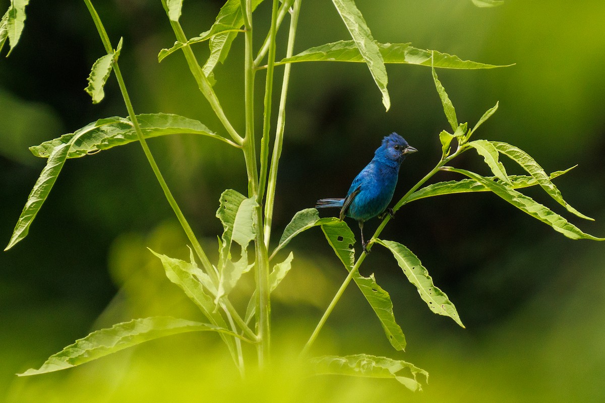 Indigo Bunting - ML639189908