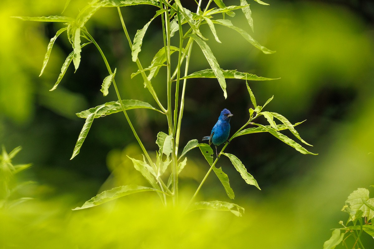 Indigo Bunting - ML639189909