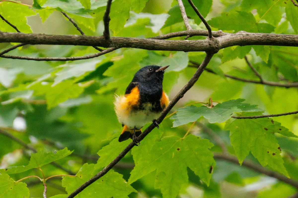 American Redstart - ML639189921