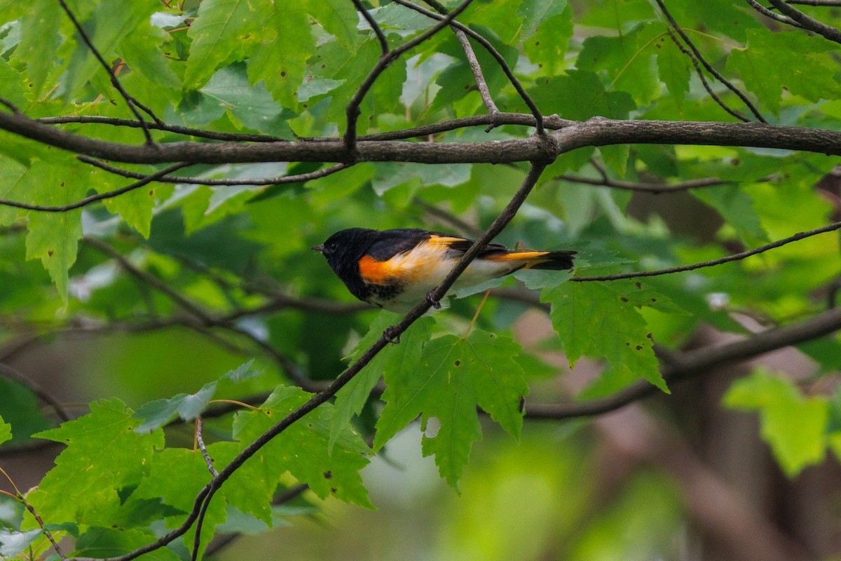 American Redstart - ML639189922