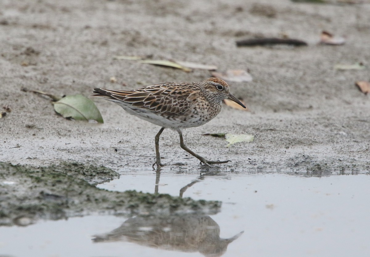 Sharp-tailed Sandpiper - ML639189948