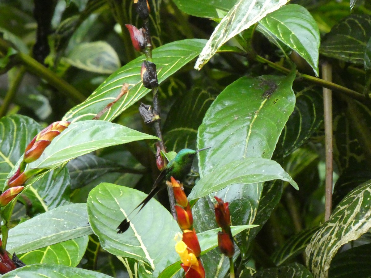 Peruvian Racket-tail - ML639189971