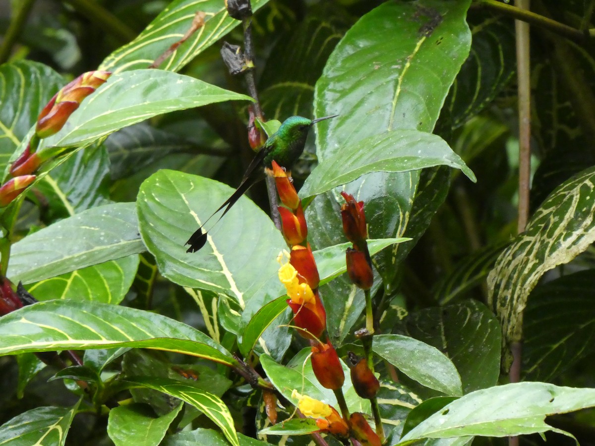 Peruvian Racket-tail - ML639189977