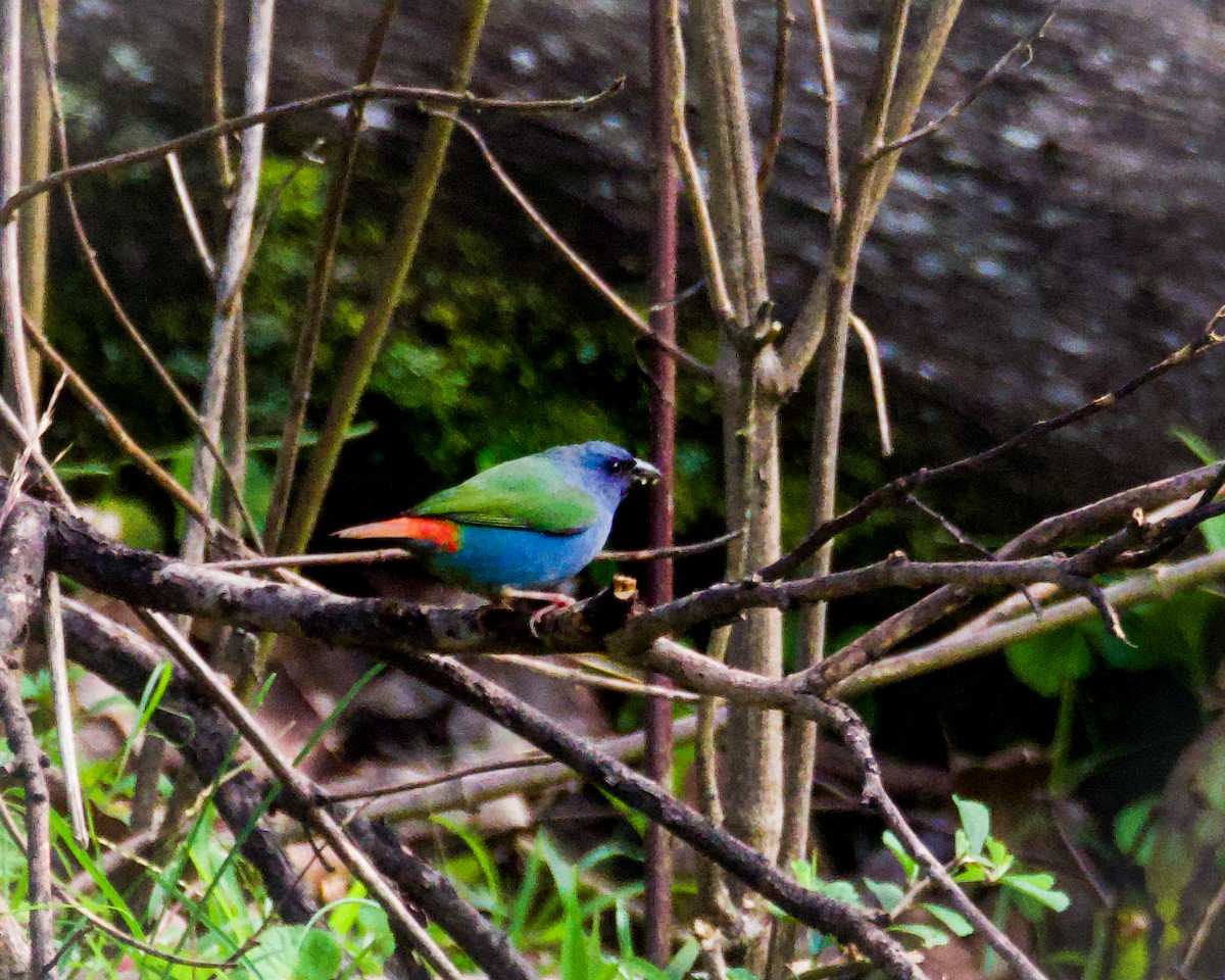 Tricolored Parrotfinch - ML639189983