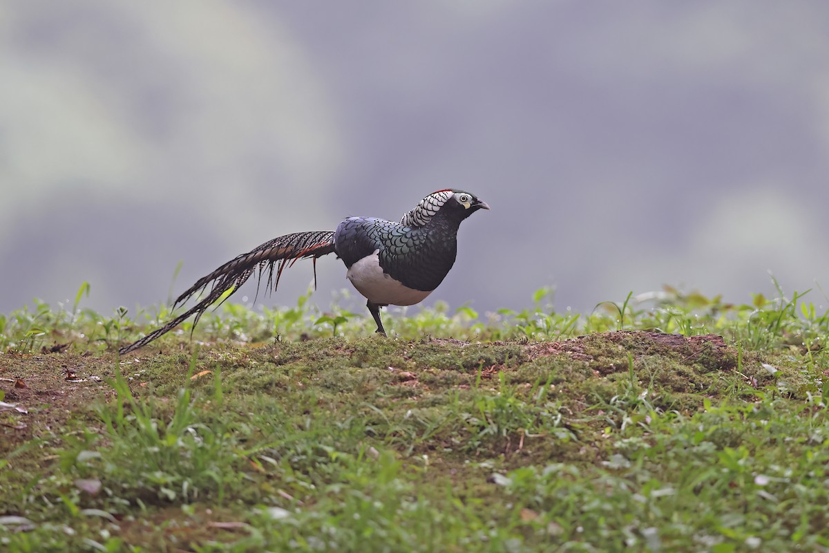 Lady Amherst's Pheasant - ML639190080
