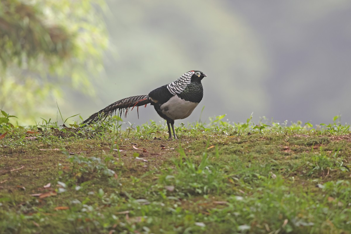 Lady Amherst's Pheasant - ML639190082