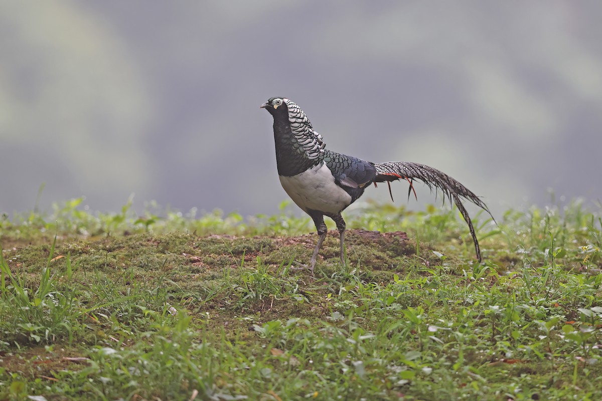 Lady Amherst's Pheasant - ML639190083