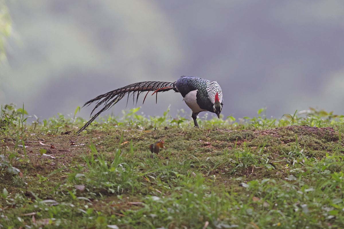 Lady Amherst's Pheasant - ML639190084