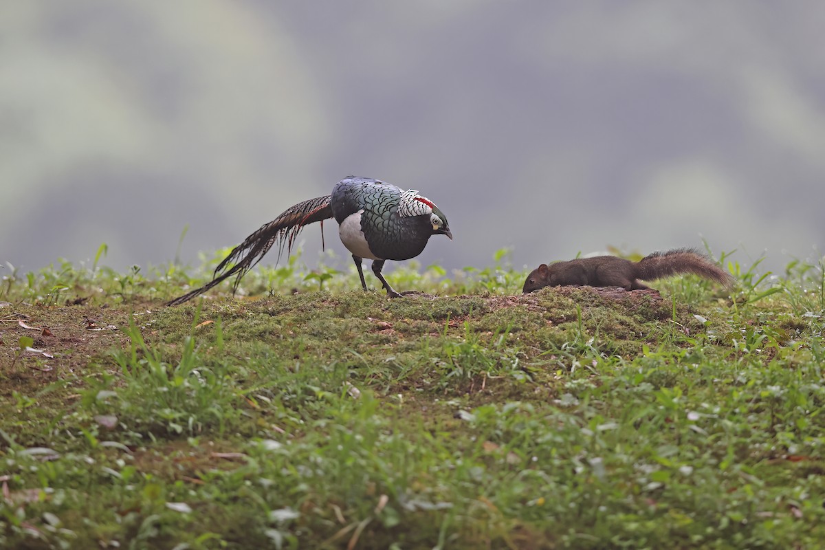 Lady Amherst's Pheasant - ML639190085
