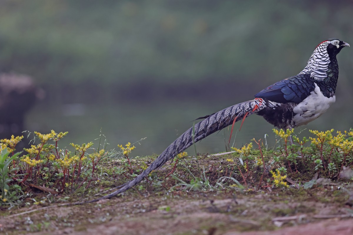 Lady Amherst's Pheasant - ML639190100