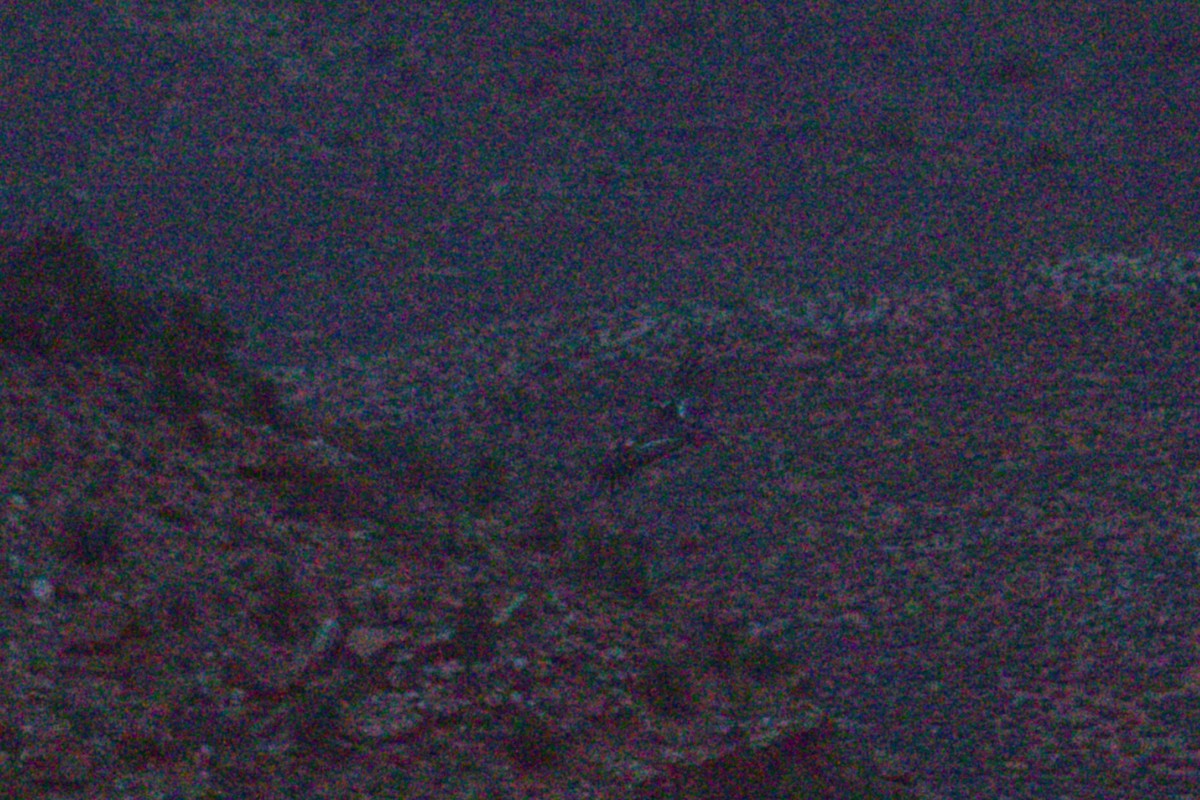 California Condor - ML639190104