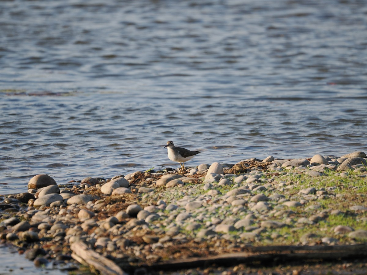 Spotted Sandpiper - ML639190176