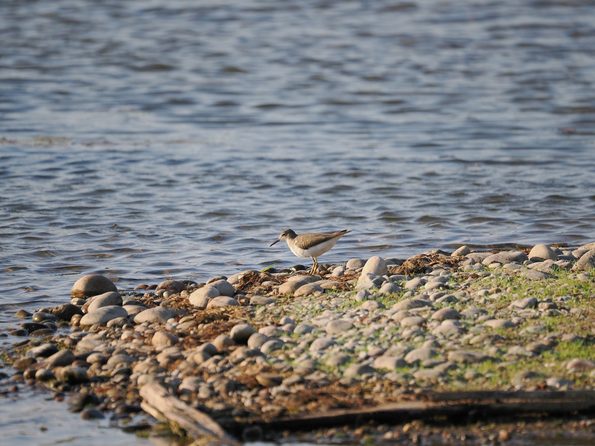Spotted Sandpiper - ML639190177