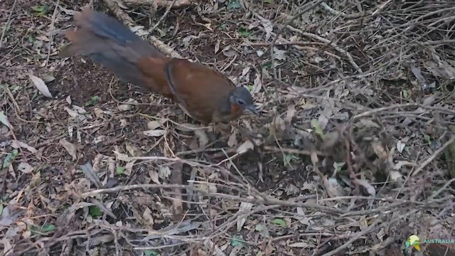 Albert's Lyrebird - ML639190178