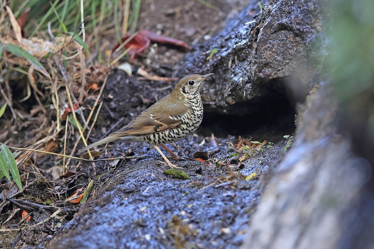 Long-tailed Thrush - ML639190192