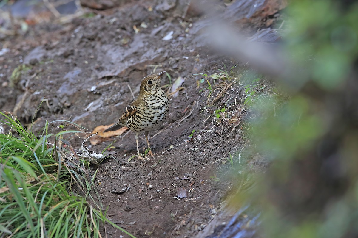 Long-tailed Thrush - ML639190193