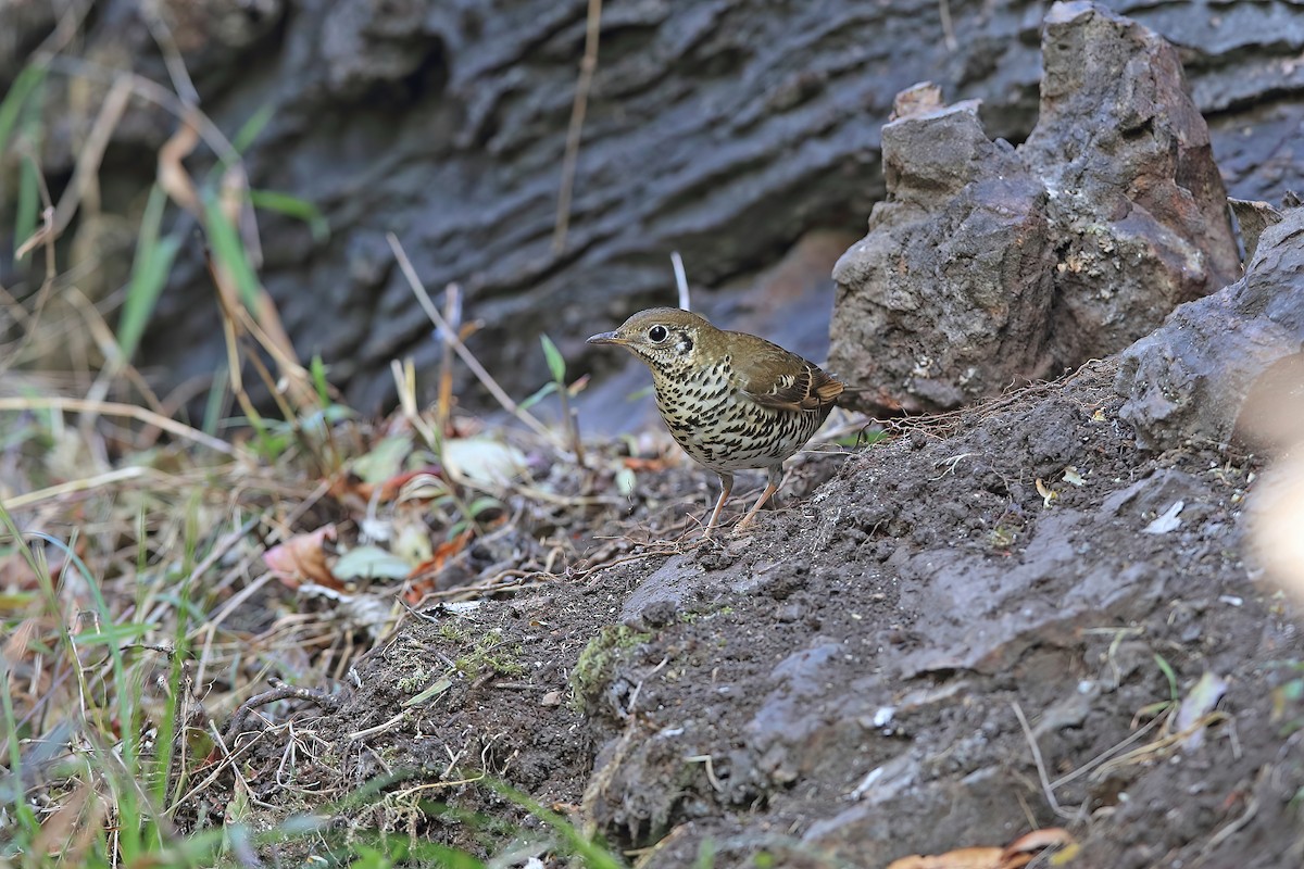 Long-tailed Thrush - ML639190194