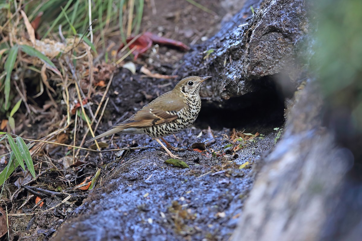 Long-tailed Thrush - ML639190195