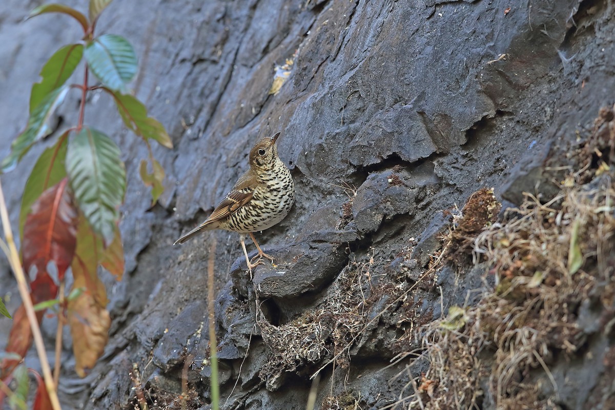 Long-tailed Thrush - ML639190196