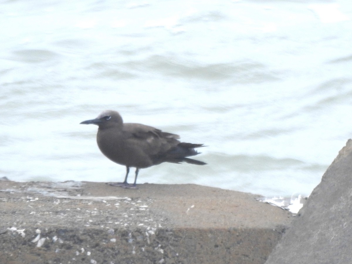 Brown Noddy - ML639190339
