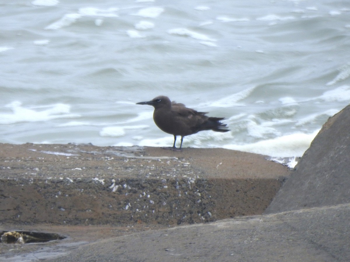 Brown Noddy - ML639190340