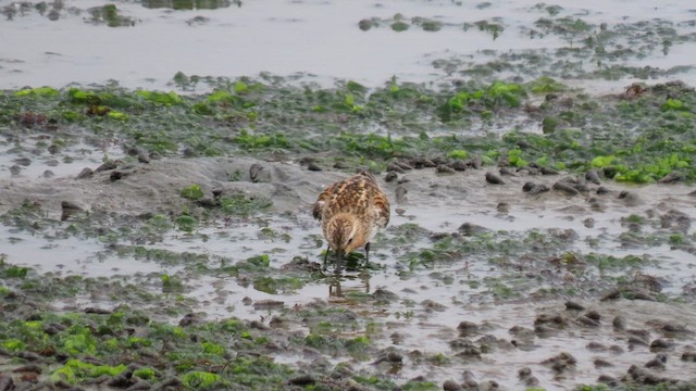 Red-necked Stint - ML639190378