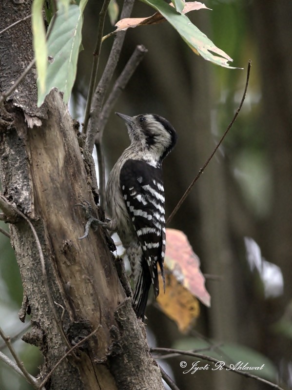 Gray-capped Pygmy Woodpecker - ML63919041