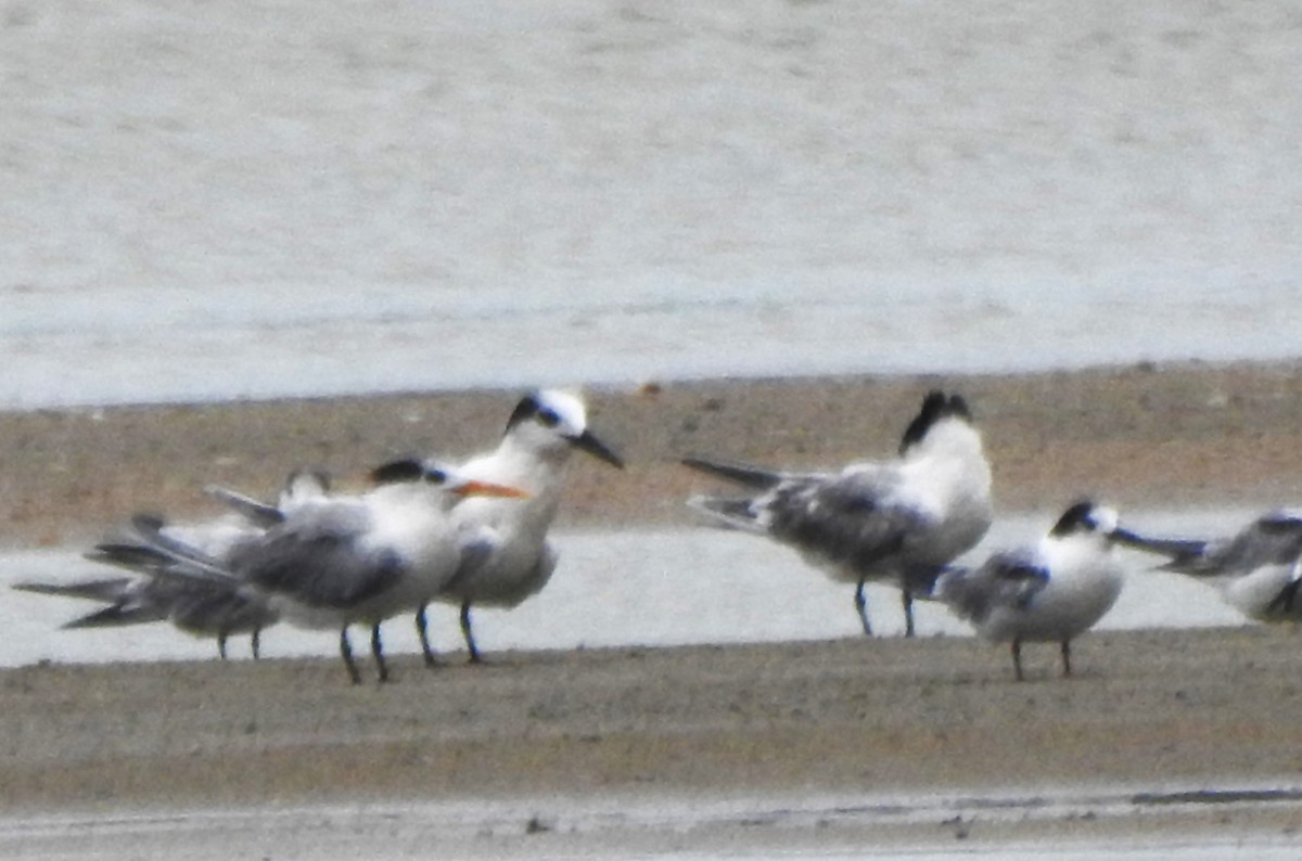 Sandwich Tern - ML639190457