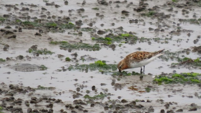 Red-necked Stint - ML639190490