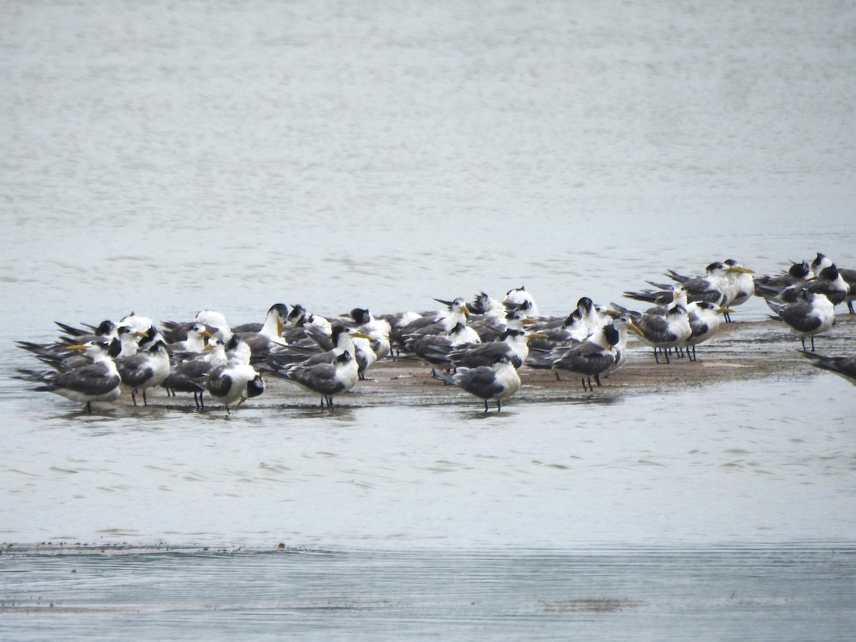 Great Crested Tern - ML639190518