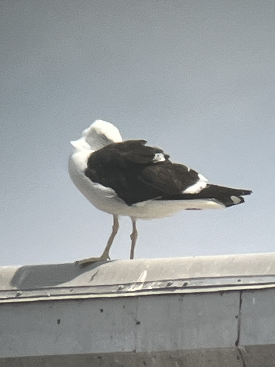 Kelp Gull - ML639190681