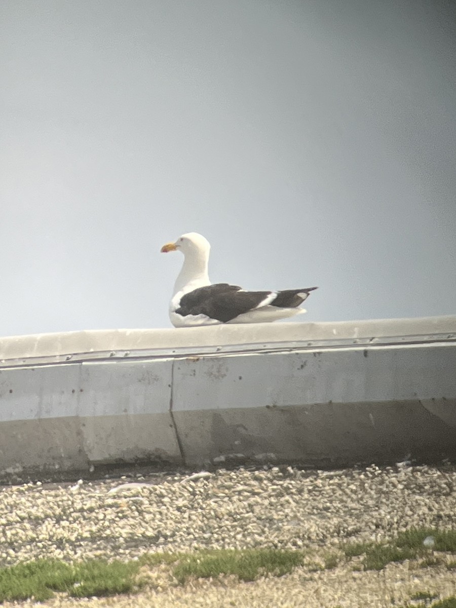 Kelp Gull - ML639190682