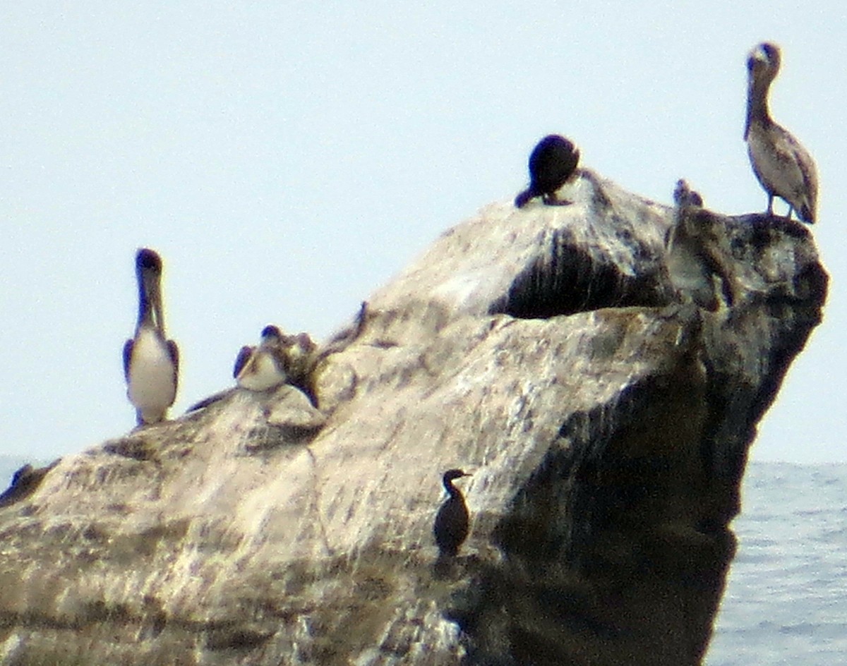 Cormoran pélagique - ML639190742
