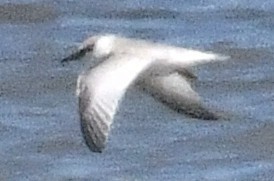 Least Tern - ML639190793