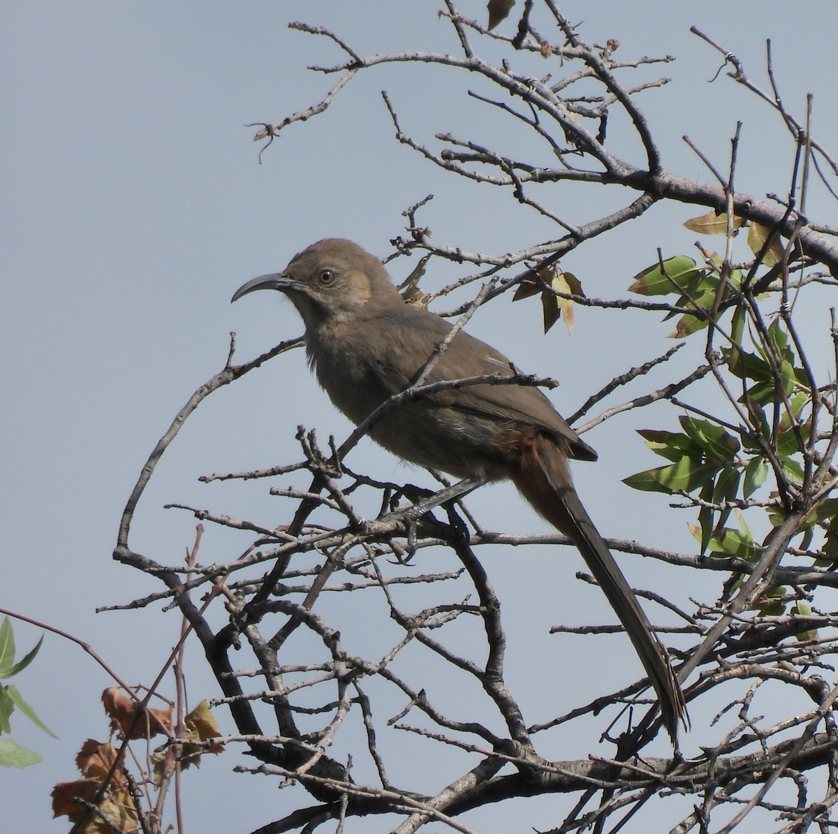 Crissal Thrasher - ML639190910
