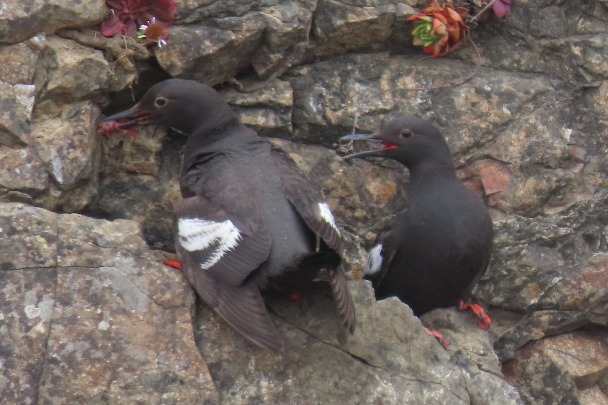Guillemot colombin - ML639190937