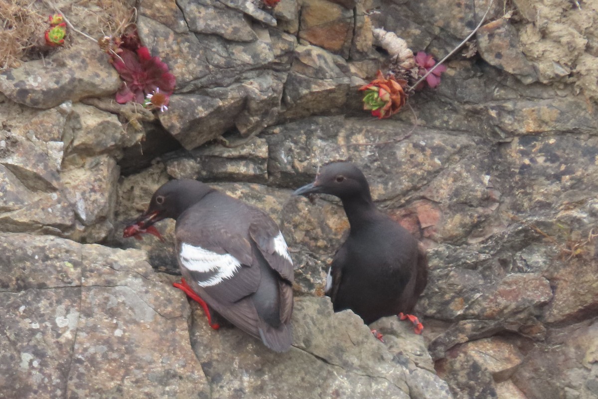 Guillemot colombin - ML639190940