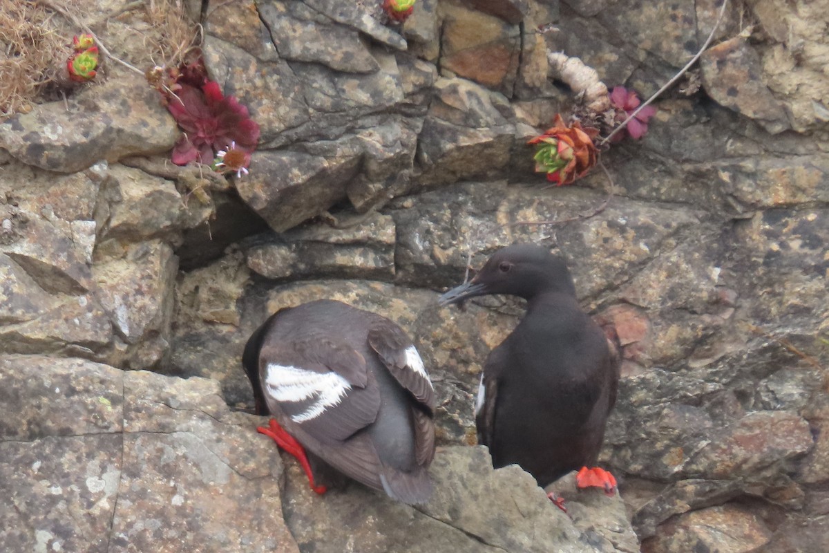 Guillemot colombin - ML639190941