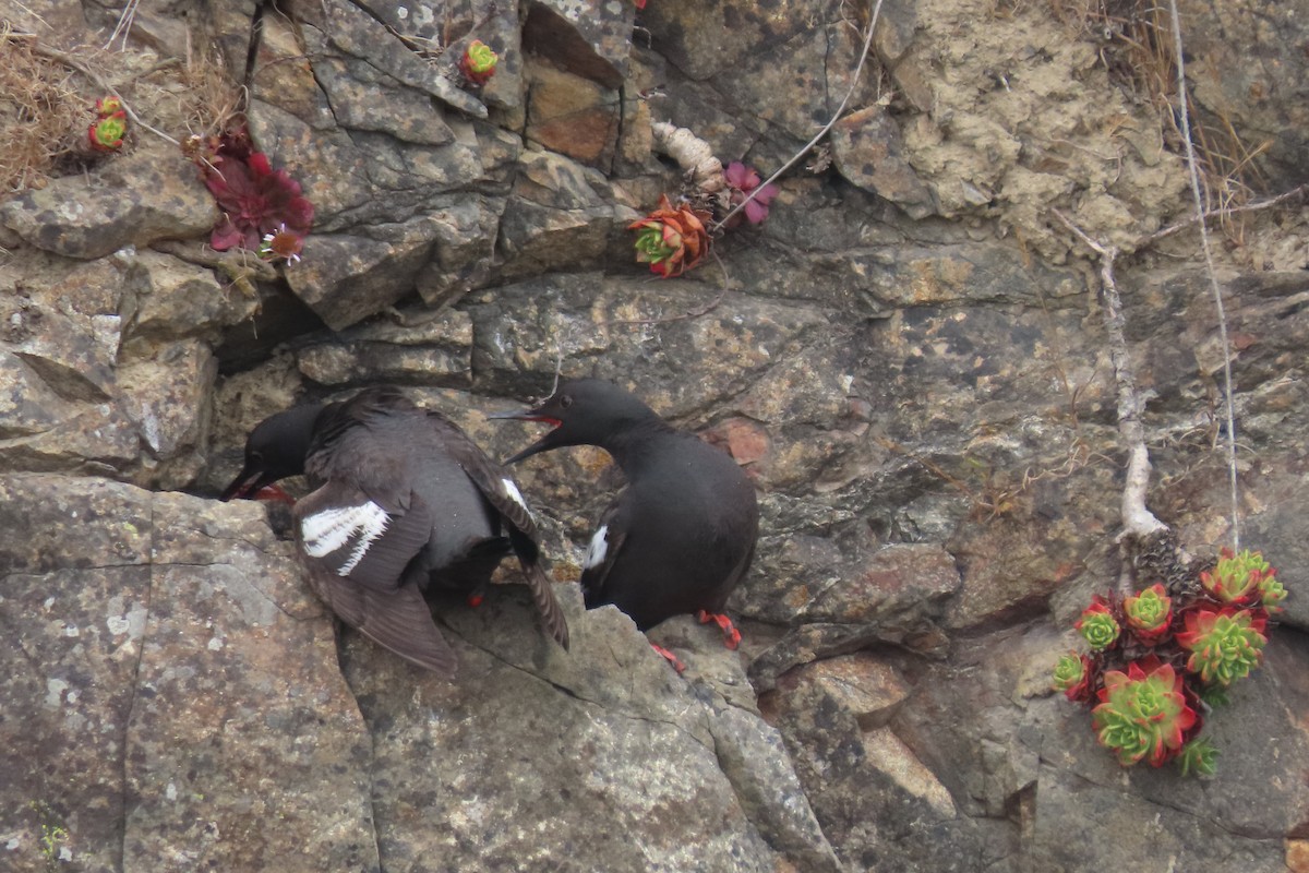 Guillemot colombin - ML639190942
