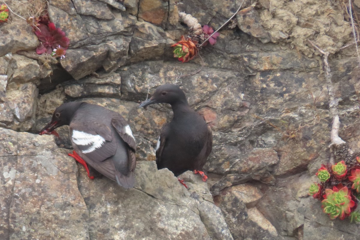 Guillemot colombin - ML639190943