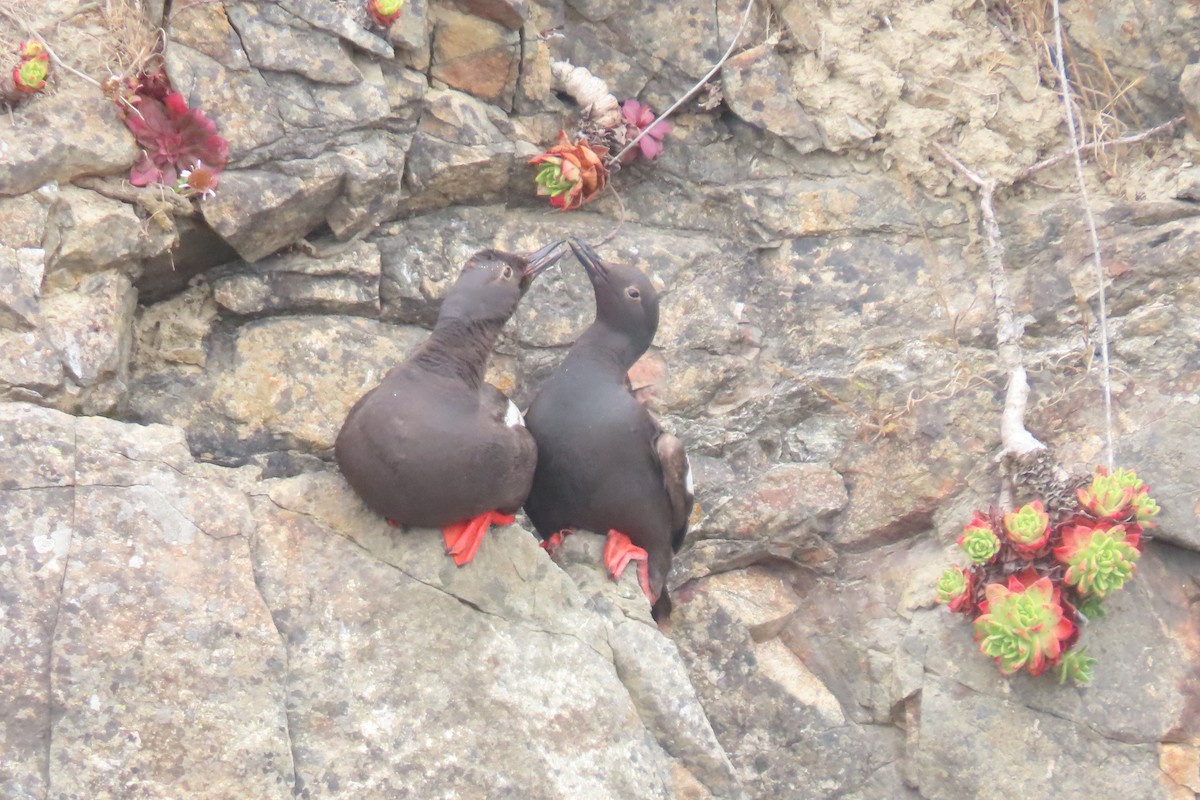 Guillemot colombin - ML639190945