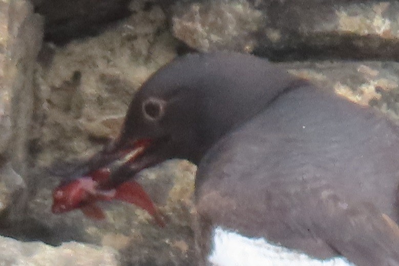 Guillemot colombin - ML639190972