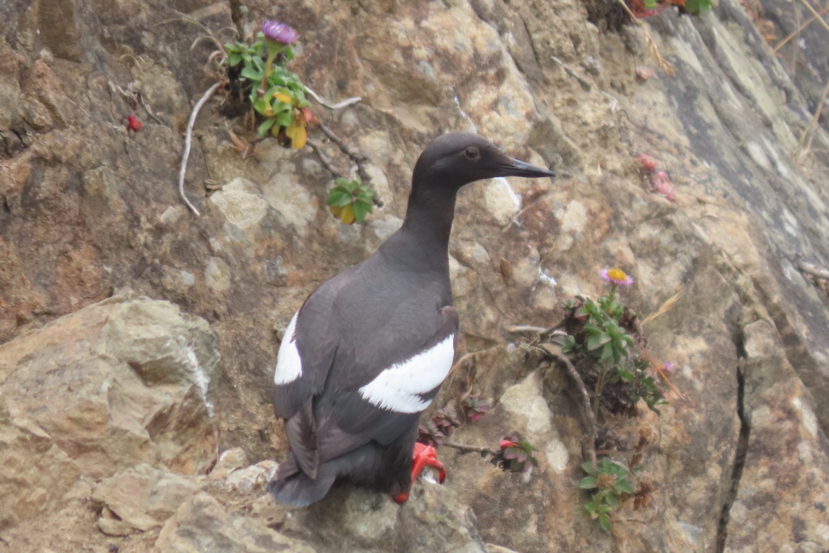 Guillemot colombin - ML639190996
